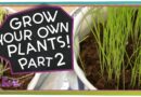 What Happened to Our Plants? | Science Project for Kids